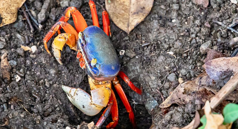 Krabbetje Costa Rica